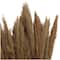 Dried Plant Bamboo Natural Foliage with Long Stems